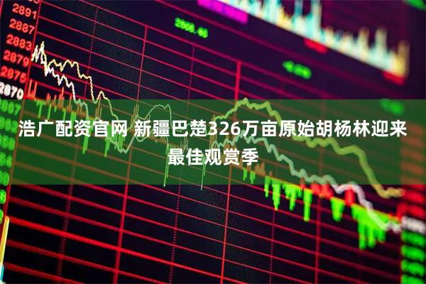 浩广配资官网 新疆巴楚326万亩原始胡杨林迎来最佳观赏季
